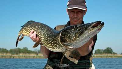 szczupak z płytkiej wody